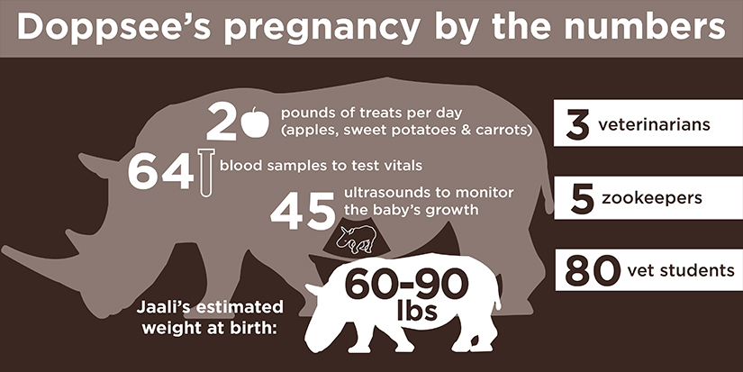 Doppsee's pregnancy by the numbers, 2 pounds of treats per day (apples, sweet potatoes & carrots), 64 blood samples to test vitals, 45 ultrasounds to monitor the baby's growth, 3 veterinarians, 5 zookeepers, 80 vet students, Jaali's estimated weight at birth: 60-90 pounds