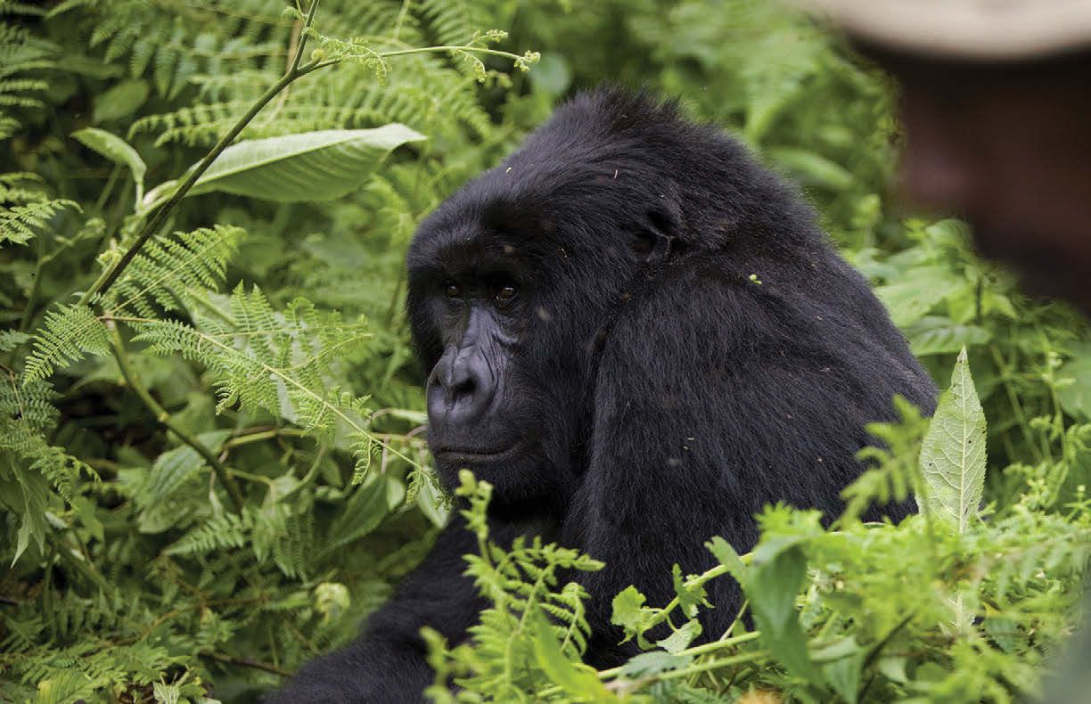 mountain gorilla in Virunga National Park