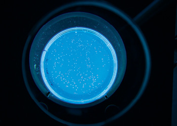 The Next Generation: Richard Lenski and Jeffrey Barrick closely examine the E. coli bacteria (shown as colonies, left). Over 73,000 generations of the bacteria have been studied over the course of Dr. Lenski’s Long-Term Evolution Experiment (LTEE), which began in 1988. The results have attracted attention, admiration and accolades - including a MacArthur genius grant. To put the experiment into some sort of perspective, since anatomically modern humans are understood to have arisen about 200,000 years ago, only some 10,000 generations have existed. Dr. Barrick has recently been named as the researcher to whom the experiment will be transferred sometime within the next five years. He has been a major contributor to LTEE research and was a postdoctoral researcher with  Dr. Lenski at MSU before becoming an associate professor of Molecular Biosciences at the University of Texas at Austin.