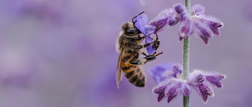 Honey bee feasts on lavender