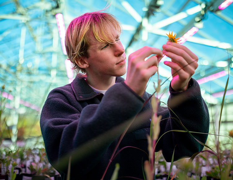 Student Sean Ward studies a plant in the greenhouse